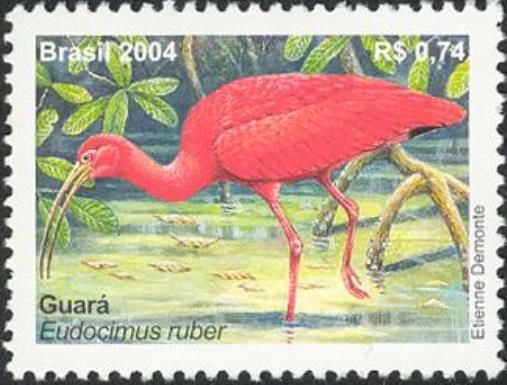 Scarlet Ibis (Eudocimus ruber)