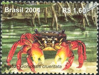 Red Mangrove Crab (Goniopsis cruentata)