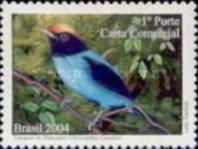 Swallow-tailed Manakin (Chiroxiphia caudata)