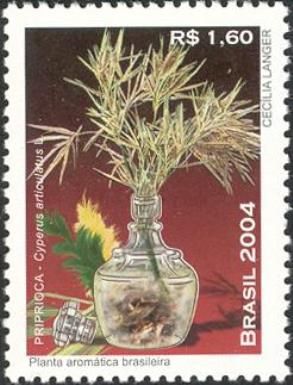 Aromatic plants - Priprioca (Cyperus articulatus)