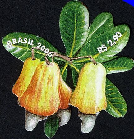 The Largest Cashew Tree in the World