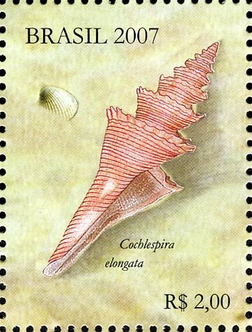Sea Snail (Cochlespira elongata)