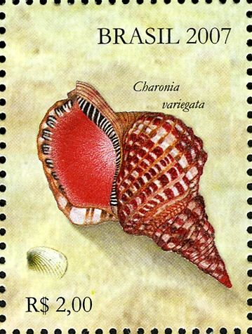 Atlantic Triton (Charonia variegata)