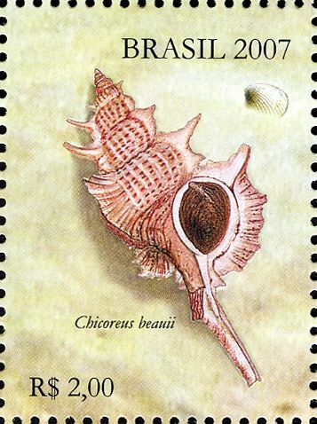 Beau's Murex (Chicoreus beauii)