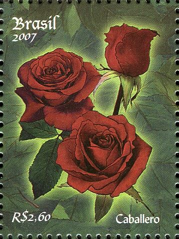 Roses - Caballero