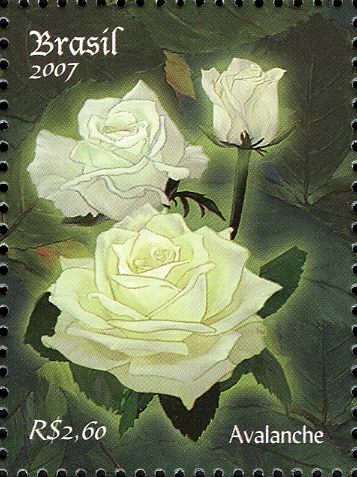 Roses - Avalanche