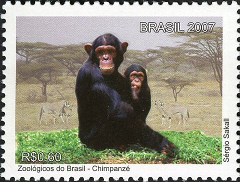 Chimpanzee (Pan troglodytes)