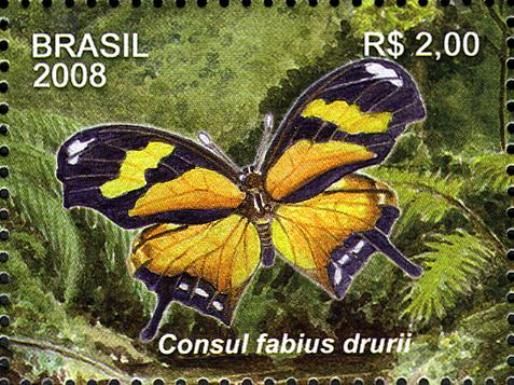 Butterfly (Consul fabius drurii)