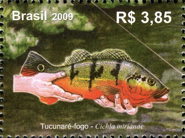 Peacock Mirianae (Cichla mirianae)