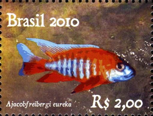 Fairy Cichlid (Aulonocara jacobfreibergi)