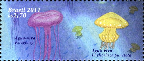 Jellyfish (Pelagia sp.), White-spotted Jellyfish (Phyllorhiz