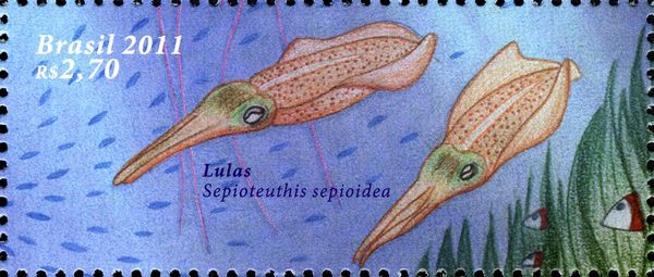 Caribbean Reef Squid (Sepioteuthis sepioidea)