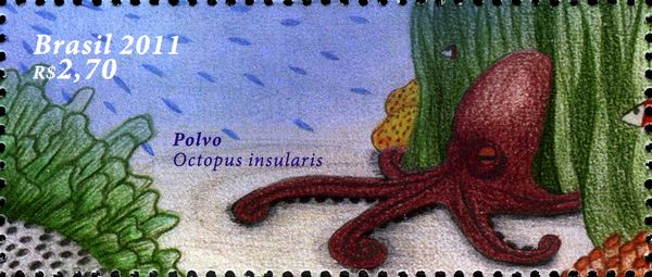 Brazilian Reef Octopus (Octopus insularis)