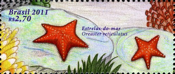Red Cushion Sea Star (Oreaster reticulatus)