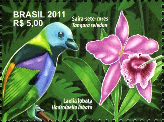 Green-headed Tanager (Tangara seledon), Hadrolaelia lobata 