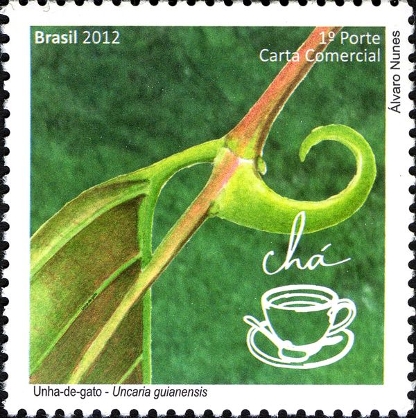 Unha-de-Gato (Uncaria guianensis)