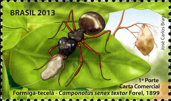 Weaver Ant (Camponotus senex textor)