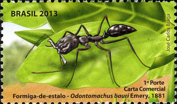 Trape-jaw Ant (Odontomachus bauri)