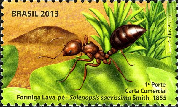 Red Ant (Solenopsis saevissima)