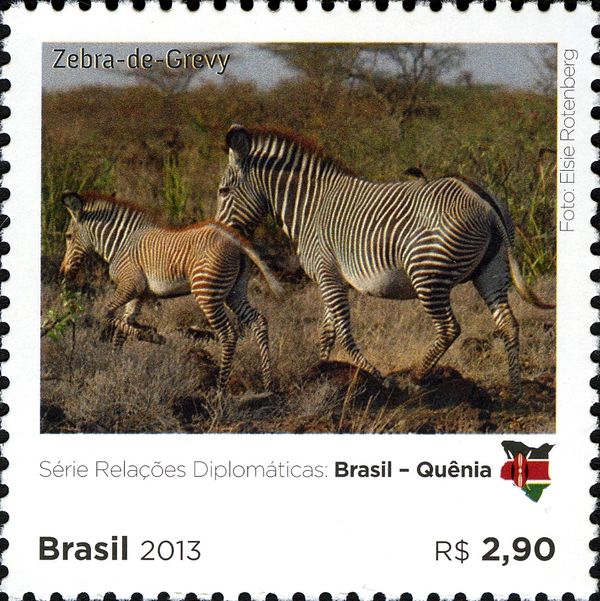 Grevy's Zebra (Equus grevyi)