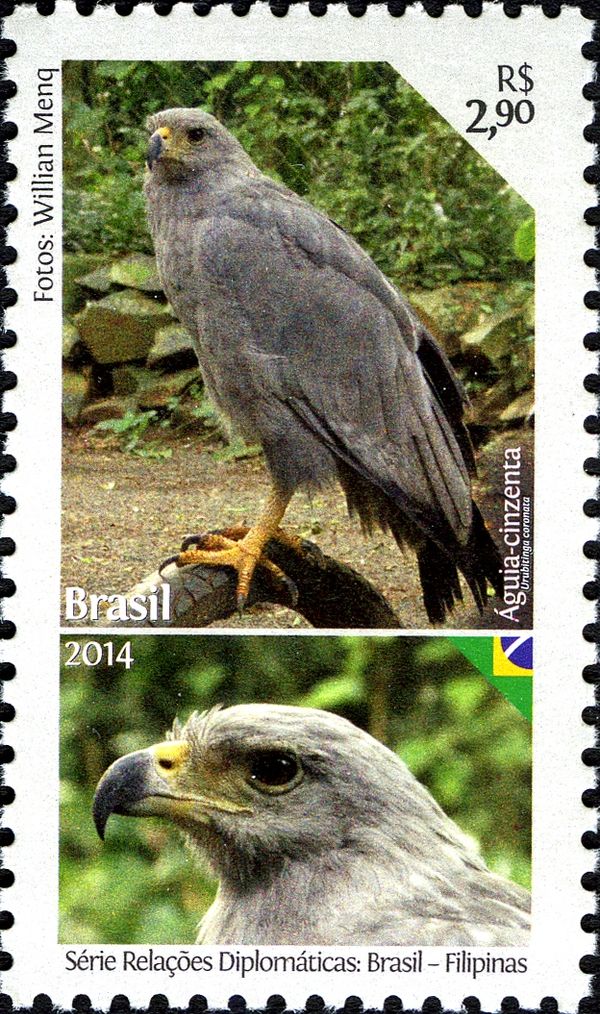 Chaco Eagle (Urubitinga coronata)