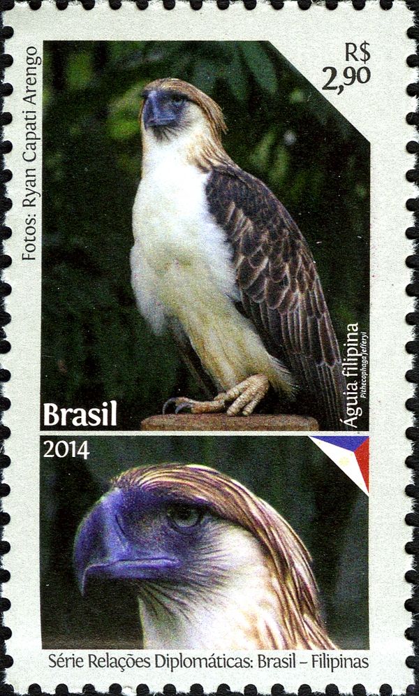 Philippine Eagle (Pithecophaga jefferyi)