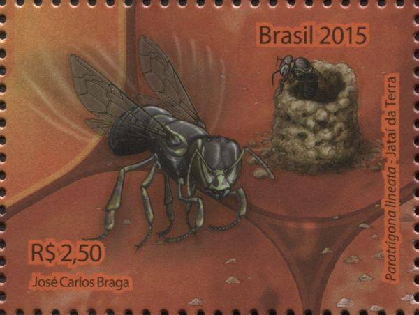 Stingless Bee (Paratrigona lineata)