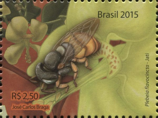 Stigless Bee (Plebeia flavocincta)