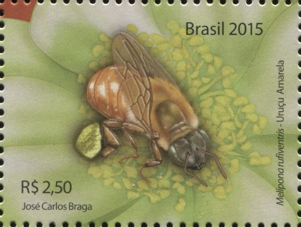 Stingless Bee (Melipona rufiventris)