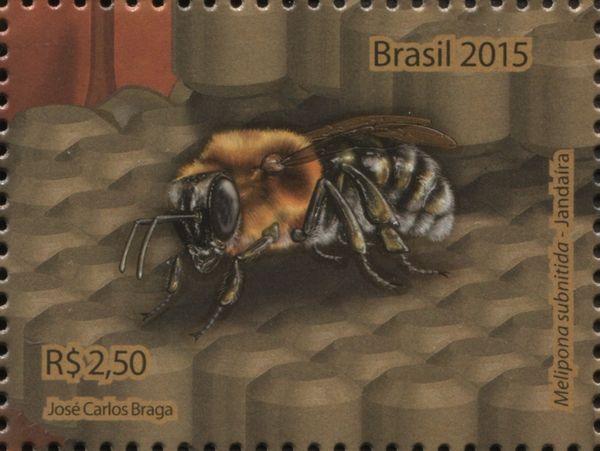 Stingless Bee (Melipona subnitida)