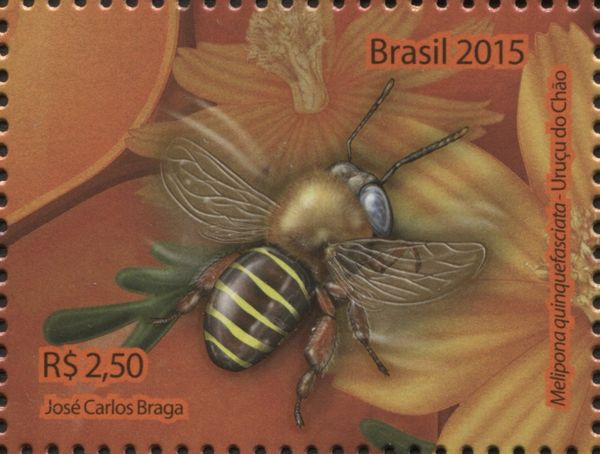 Stingless Bee (Melipona quinquefasciata)