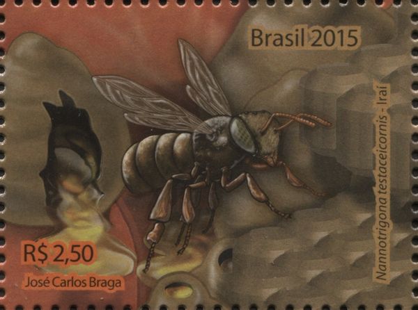 Stingless Bee (Nannotrigona testaceicornis)