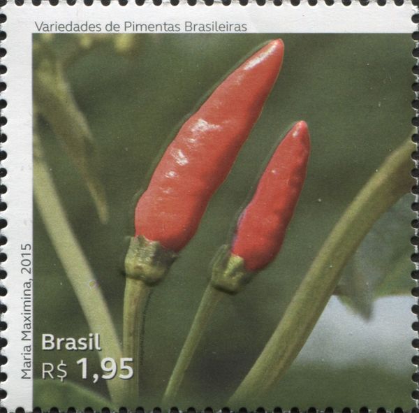 Malagueta (Capsicum frutescens)