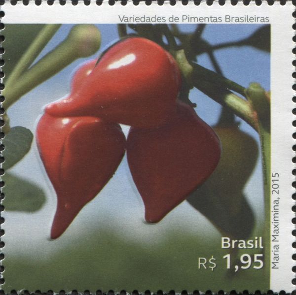 Biquinho (Capsicum chinense)