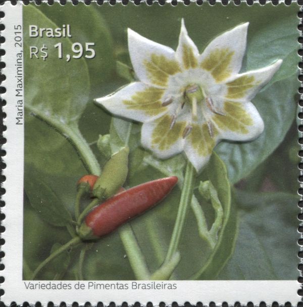 Dedo-de-moça (Capsicum baccatum var. pendulum)