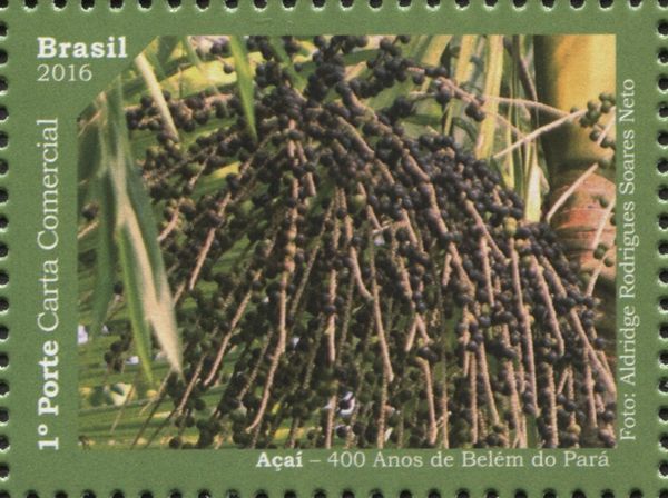 Açaí berries, fruit of the Açaí palm (Euterpe oleracea)