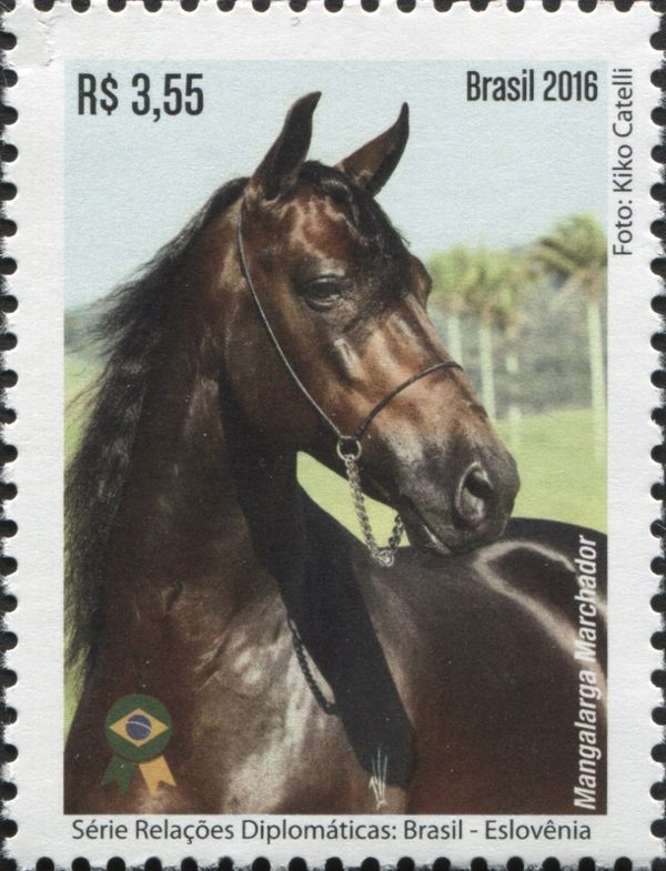 Mangalarga Marchador (Equus ferus caballus) – the National b