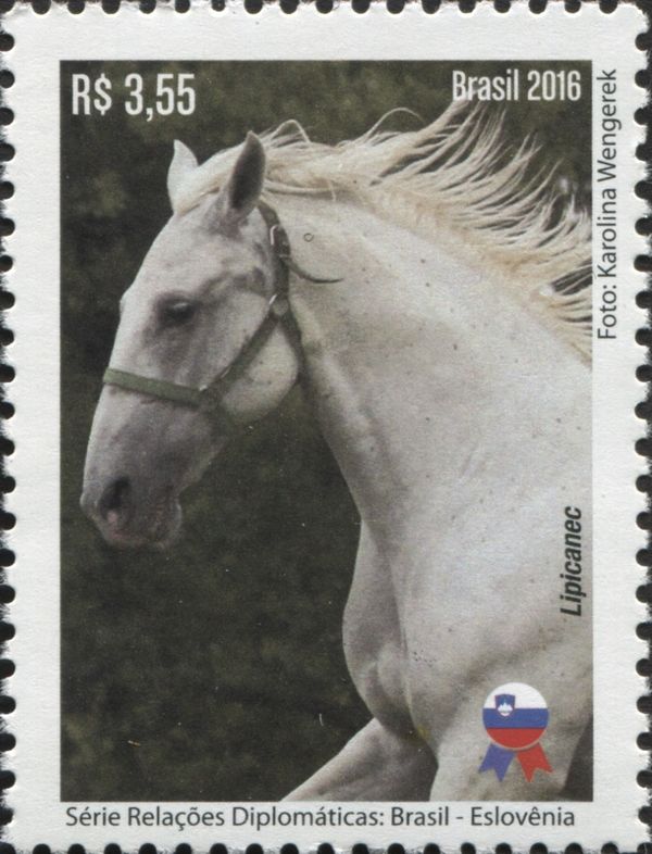 Lipizzaner (Equus ferus caballus)
