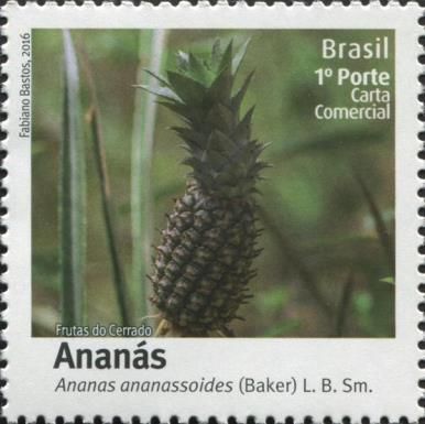 Ananas or Pineapple (Ananas ananasoides)