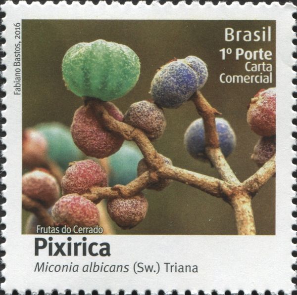 Pixirica (Miconia albicans)
