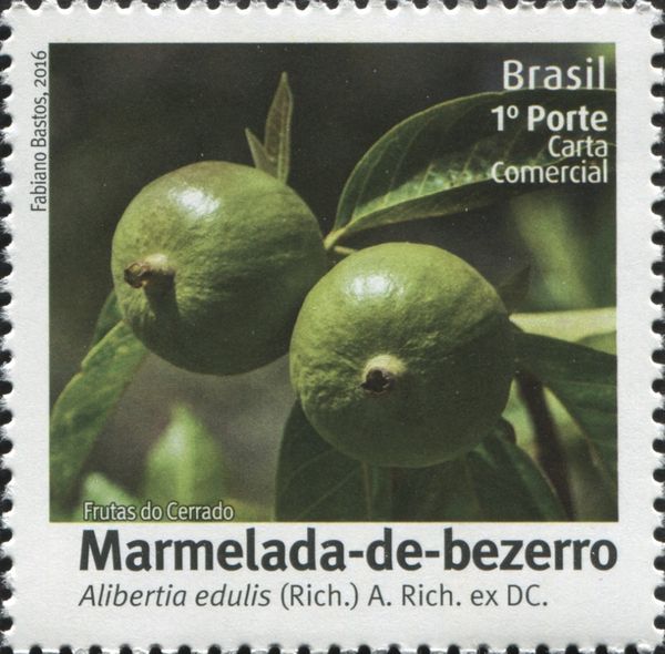 Marmalada-de-bezerro (Alibertia edulis)