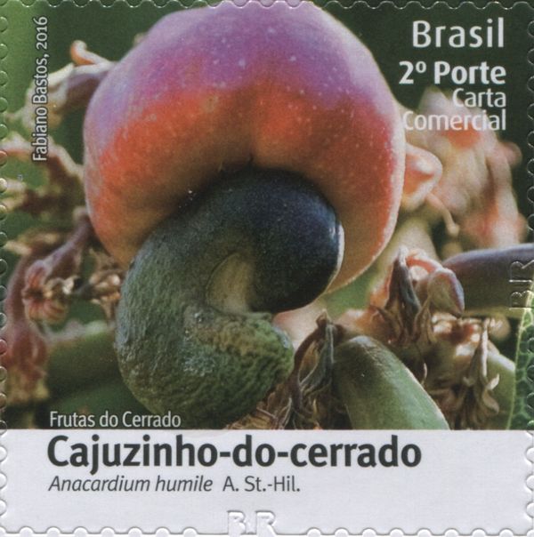 Cajuzinho-do-cerrado (Anacardium humile)