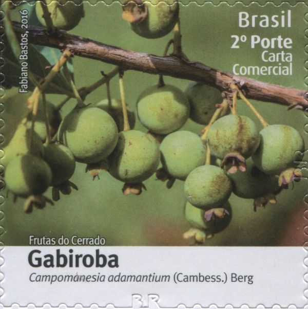 Gabiroba (Campomanesia adamantium)