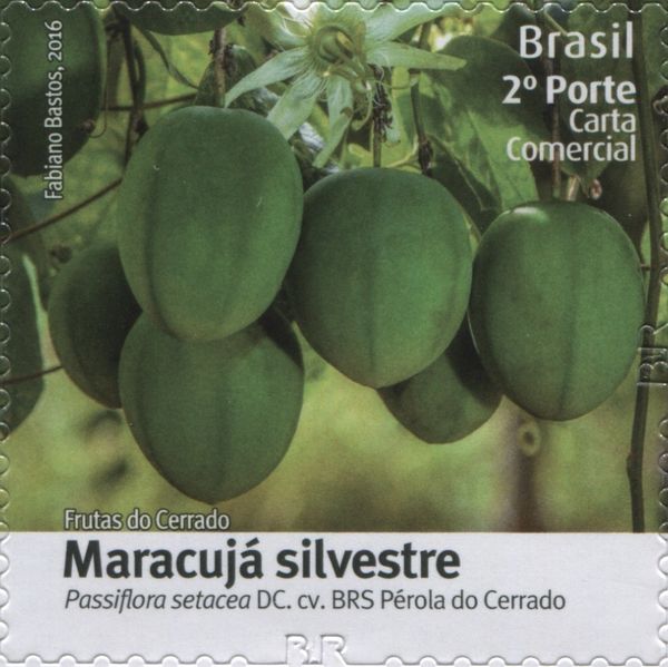 Maracuja silvestre (Passiflora setacea)