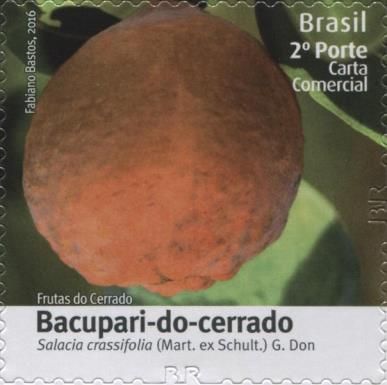 Bacupari-do-cerrado (Salacia crassifolia)