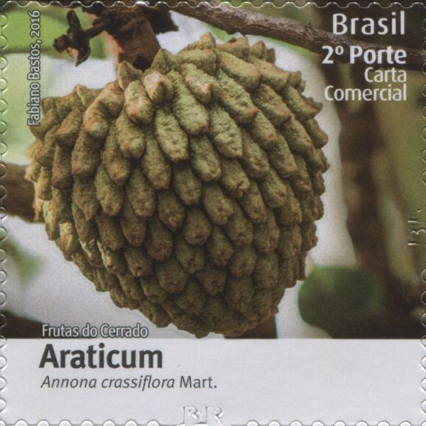 Araticum (Annona crassiflora)