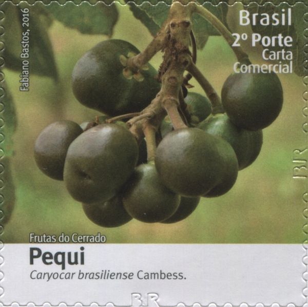 Pequi (Caryocar brasiliense)