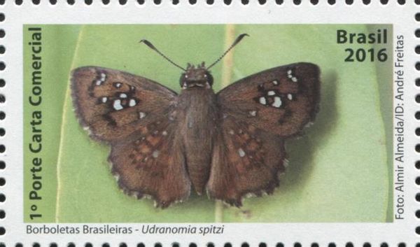 Butterfly (Udranomia spitzi)