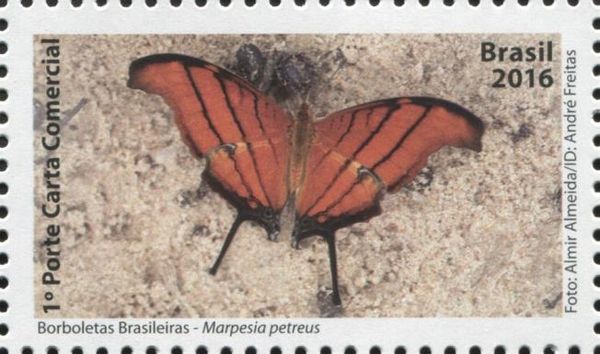 Ruddy Daggerwing (Marpesia petreus)