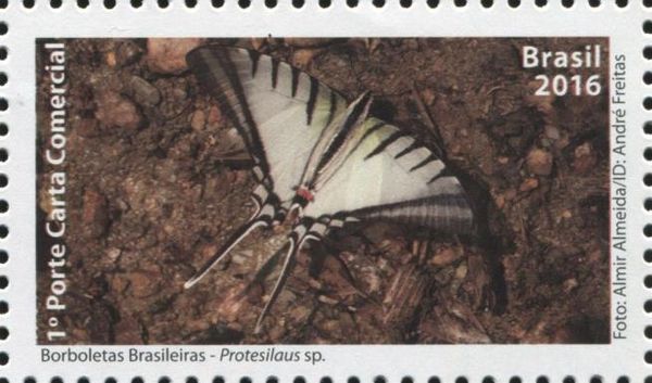 Butterfly (Protesilaus sp.)